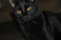 Lost Female Cat last seen Lynch , Dundalk, MD 21222