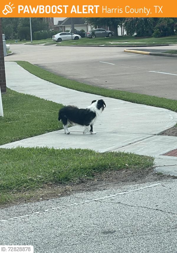 Found/Stray Unknown Dog last seen Renn road and rustling leaves dr next to Reginald Moore park, Harris County, TX 77083