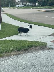 Found/Stray Unknown Dog last seen Renn road and rustling leaves dr next to Reginald Moore park, Harris County, TX 77083