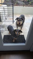 Found/Stray Male Dog last seen Arkansas & Taylor St NW, Washington, DC 20011