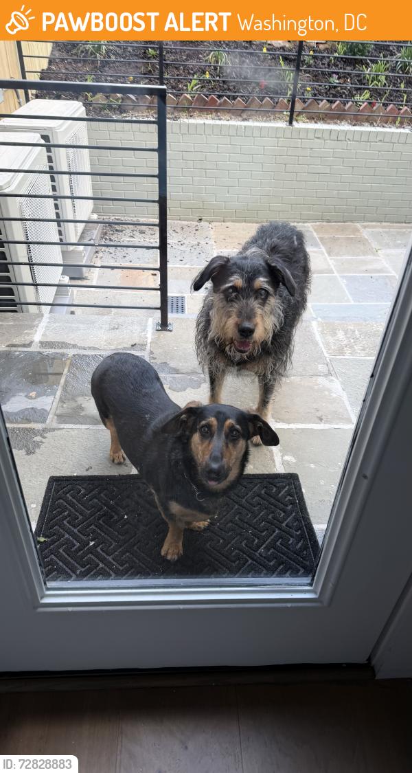 Found/Stray Male Dog last seen Arkansas & Taylor St NW, Washington, DC 20011