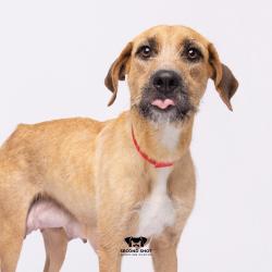 Shelter Stray Female Dog last seen , 3607 N Armenia Ave, Tampa, FL 33607, USA