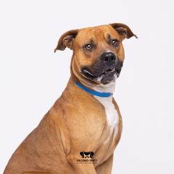 Shelter Stray Male Dog last seen , 3607 N Armenia Ave, Tampa, FL 33607, USA