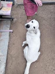 Found/Stray Female Dog last seen Beal park, Midland, TX 79703