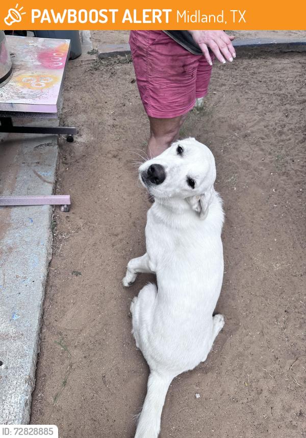 Found/Stray Female Dog last seen Beal park, Midland, TX 79703