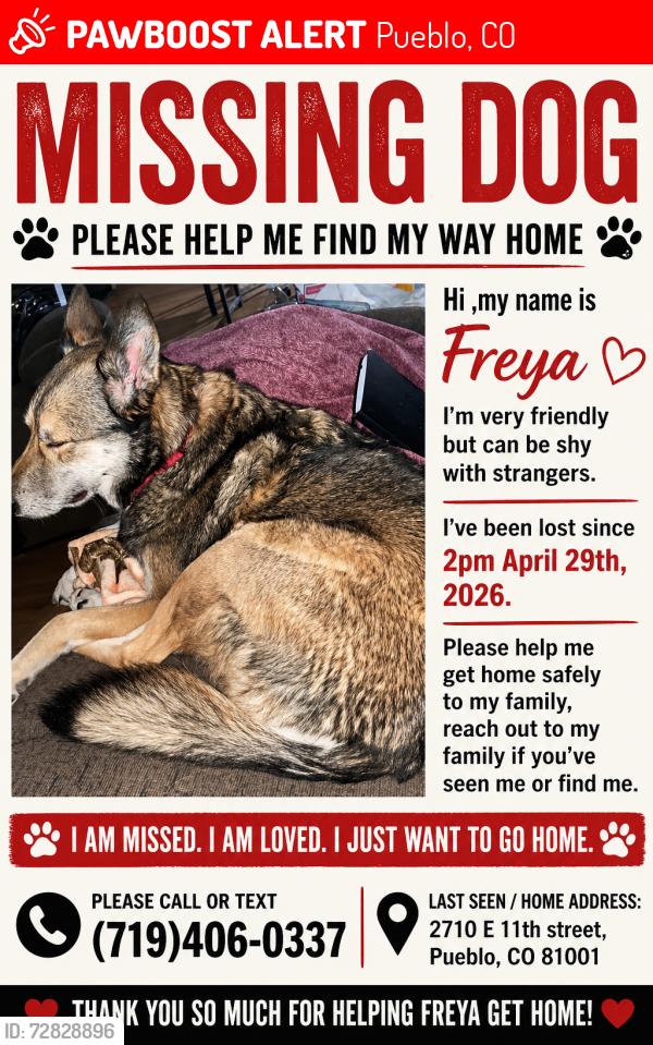 Lost Female Dog last seen Juan Madrid, Pueblo, CO 81001