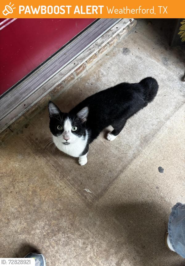 Found/Stray Unknown Cat last seen Rusk Street Weatherford Texas, Weatherford, TX 76086
