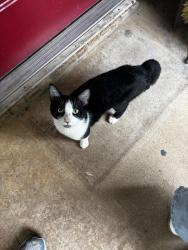 Found/Stray Unknown Cat last seen Rusk Street Weatherford Texas, Weatherford, TX 76086