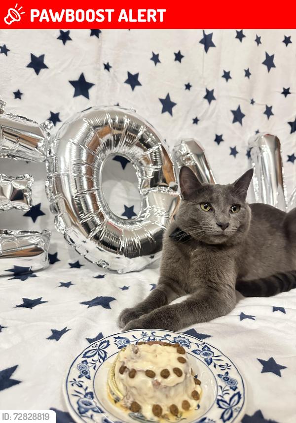 Lost Male Cat last seen E shorewood dr, Round Lake Beach, IL 60073