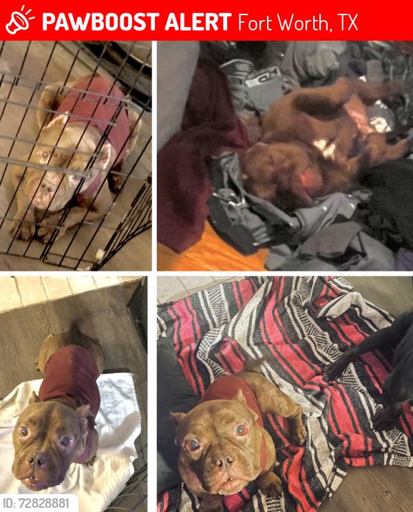 Lost Female Dog last seen EASTCHASE/HORIZONS AT SUNRIDGE, Fort Worth, TX 76120