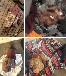 Lost Female Dog last seen EASTCHASE/HORIZONS AT SUNRIDGE, Fort Worth, TX 76120