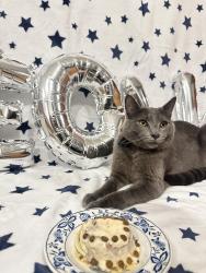 Lost Male Cat last seen E shorewood dr , Round Lake Beach, IL 60030