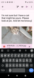 Found/Stray Female Cat last seen Mint frost way, Las Vegas, NV 89108