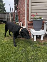 Found/Stray Unknown Dog last seen Sw wallstone rd, Bentonville, AR 72712