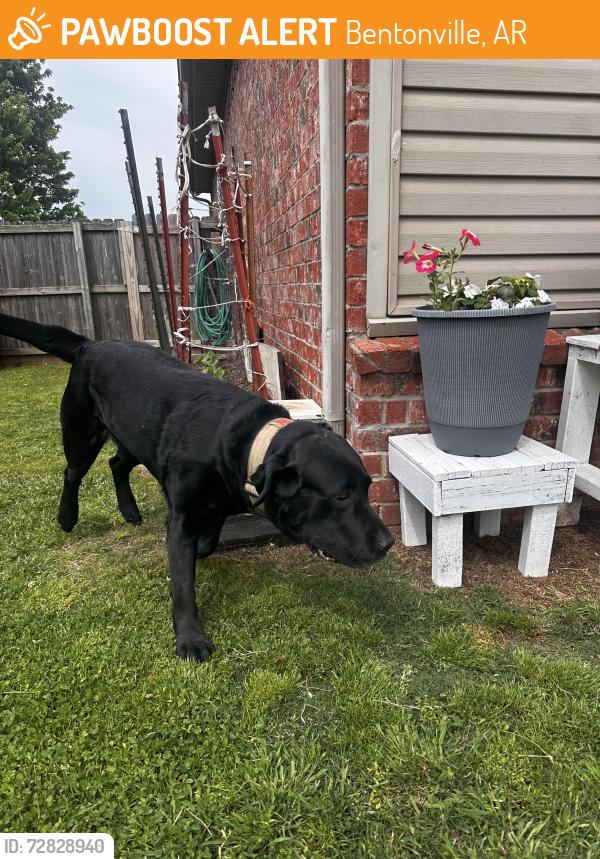 Found/Stray Unknown Dog last seen Sw wallstone rd, Bentonville, AR 72712