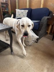 Found/Stray Unknown Dog last seen Sw wallstone rd, Bentonville, AR 72712
