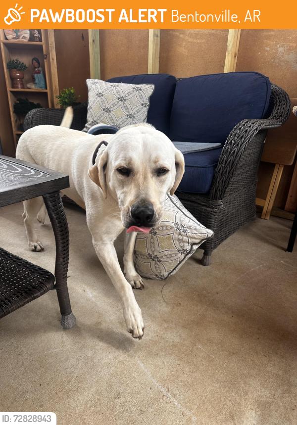 Found/Stray Unknown Dog last seen Sw wallstone rd, Bentonville, AR 72712