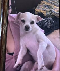 Lost Male Dog last seen 33rd street and ocean view boulevard , San Diego, CA 92113