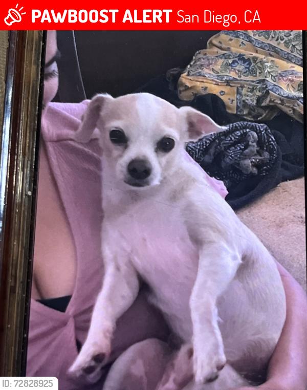Lost Male Dog last seen 33rd street and ocean view boulevard , San Diego, CA 92113