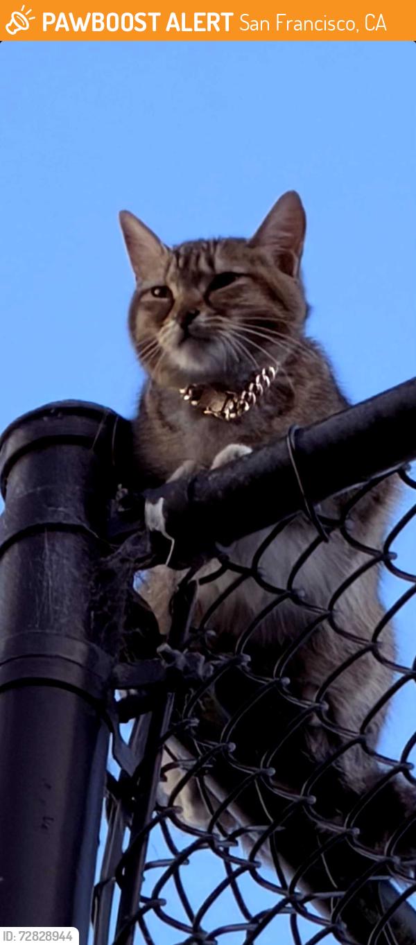 Found/Stray Unknown Cat last seen Broadway Street between Fillmore and Webster, San Francisco, CA 94123