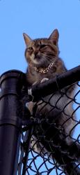 Found/Stray Unknown Cat last seen Broadway Street between Fillmore and Webster, San Francisco, CA 94123