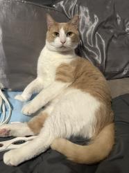 Lost Male Cat last seen C.P. HADLEY Park, Fort Worth, TX 76123