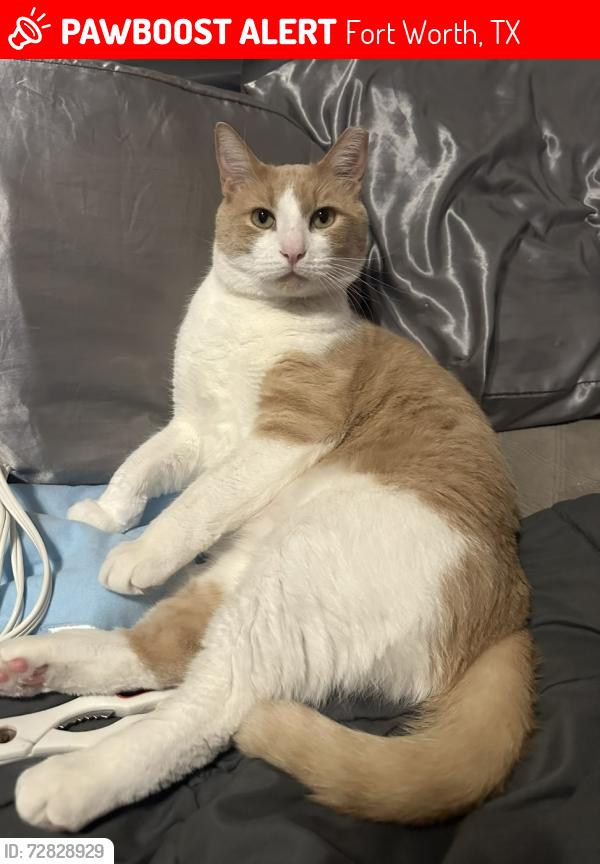 Lost Male Cat last seen C.P. HADLEY Park, Fort Worth, TX 76123
