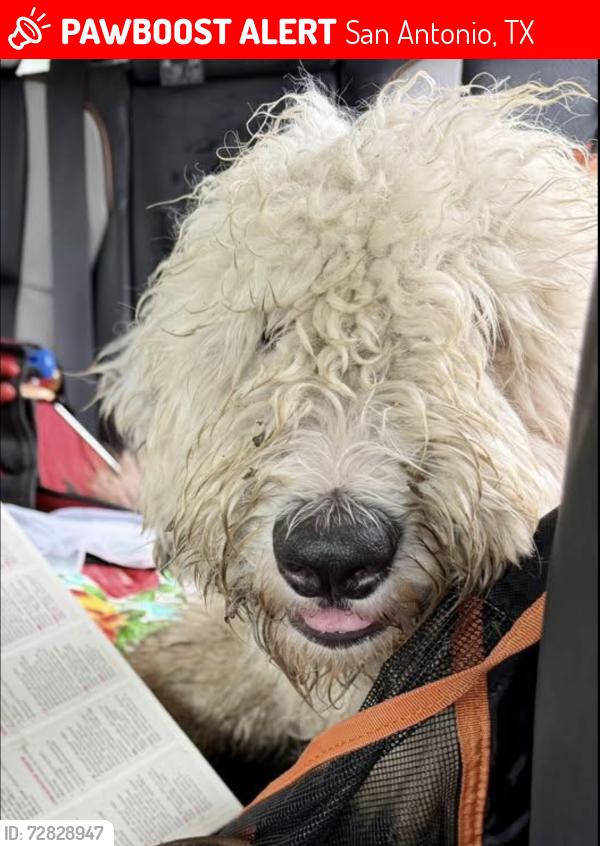 Lost Male Dog last seen Nolan, N. Hackberry, Dawson, Gorman, N. Palmetto , San Antonio, TX 78202