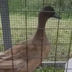 Lost Female Bird last seen Millsap road Texas., Cool, TX 76066