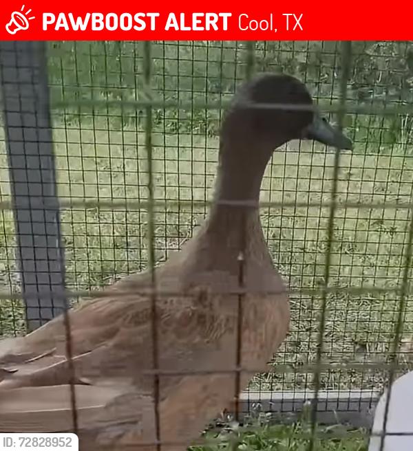 Lost Female Bird last seen Millsap road Texas., Cool, TX 76066