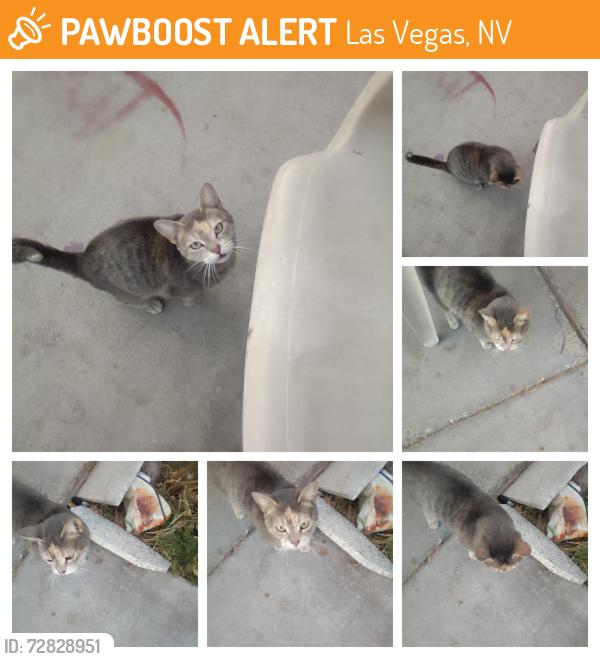 Found/Stray Female Cat last seen Day break, Las Vegas, NV 89108