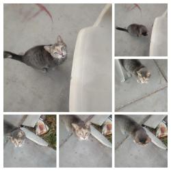 Found/Stray Female Cat last seen Day break, Las Vegas, NV 89108