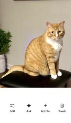 Lost Male Cat last seen Congeree and Haywood by Haywood mall, Greenville, SC 29607