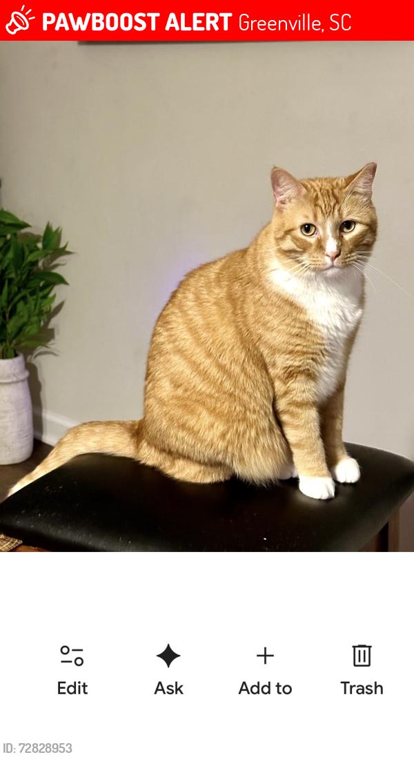 Lost Male Cat last seen Congeree and Haywood by Haywood mall, Greenville, SC 29607
