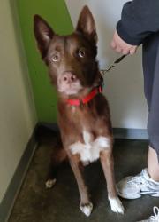 Shelter Stray Male Dog last seen , 1850 W 60th St, Los Angeles, CA 90047, USA
