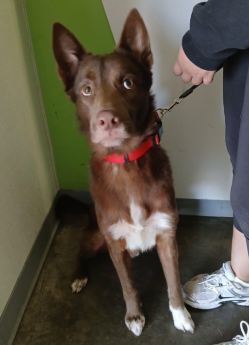 Shelter Stray Male Dog last seen , 1850 W 60th St, Los Angeles, CA 90047, USA