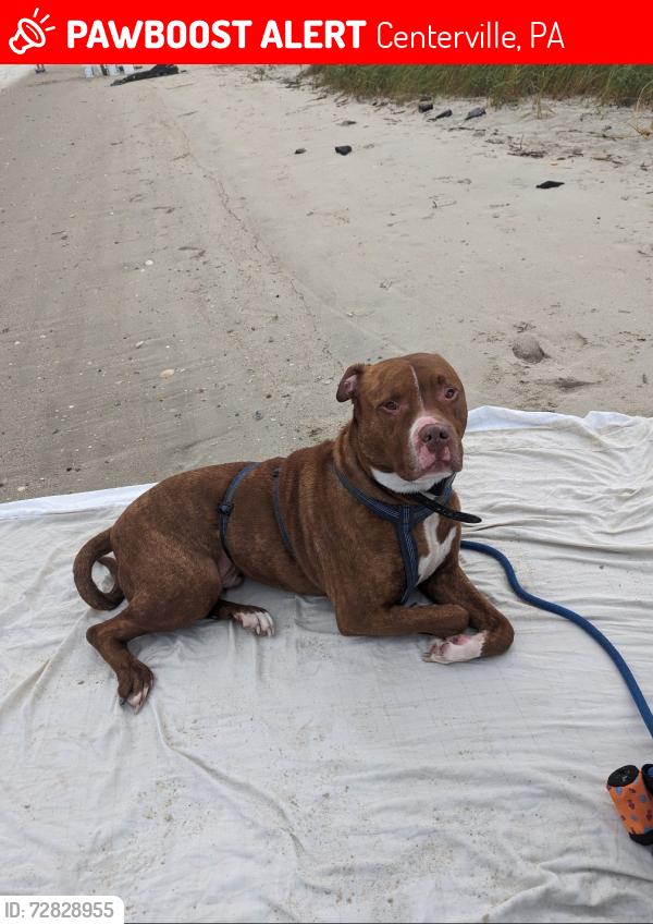 Lost Male Dog last seen Kinsack Rd near Mystic Park Rd , Centerville, PA 16404