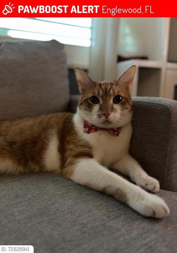 Lost Male Cat last seen Lincoln Dr & Jefferson Dr between Farlows and End Zone, Englewood, FL 34224