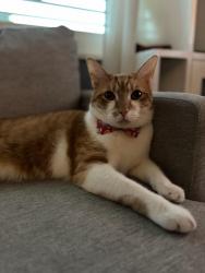 Lost Male Cat last seen Lincoln Dr & Jefferson Dr between Farlows and End Zone, Englewood, FL 34224