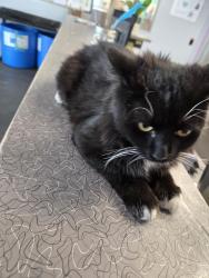 Found/Stray Female Cat last seen VA parking lot, Albuquerque, NM 87108
