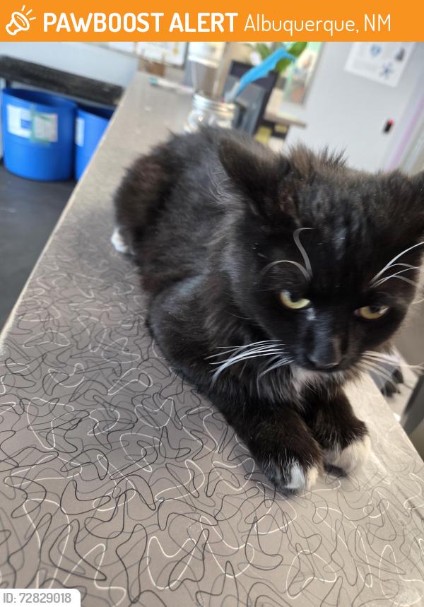 Found/Stray Female Cat last seen VA parking lot, Albuquerque, NM 87108