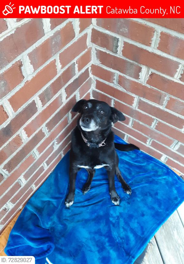 Lost Female Dog last seen Greedy highway, Catawba County, NC 28602