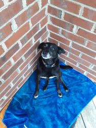 Lost Female Dog last seen Greedy highway, Catawba County, NC 28602