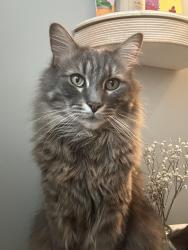Reunited Male Cat last seen Glen Meadows Neighborhood, Simpsonville, SC 29680