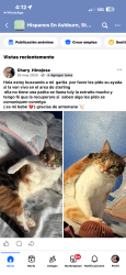 Lost Female Cat last seen Near penny lane sterling VA 20164, Sterling, VA 20164