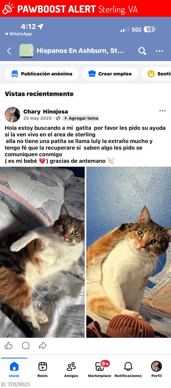 Lost Female Cat last seen Near penny lane sterling VA 20164, Sterling, VA 20164