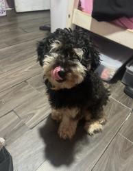 Lost Male Dog last seen Near California Ave Huntington Park CA 90255, Huntington Park, CA 90255