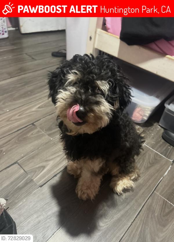Lost Male Dog last seen Near California Ave Huntington Park CA 90255, Huntington Park, CA 90255