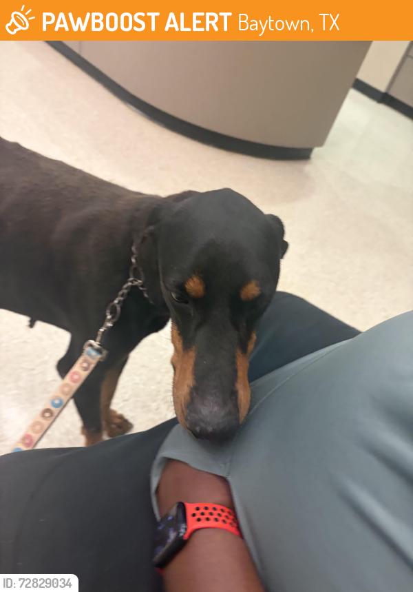 Found/Stray Male Dog last seen Sterling point neighborhood, Baytown, TX 77520