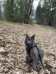 Reunited Female Cat last seen At my Airbnb , Nevada City, CA 95959